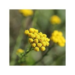 Aroma Derm cu mușețel albastru