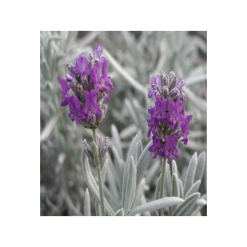 Aroma Derm cu lavandă lânoasă