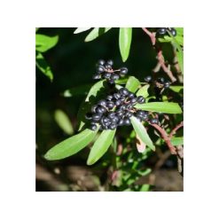 Aroma Derm cu piper Tasmanian