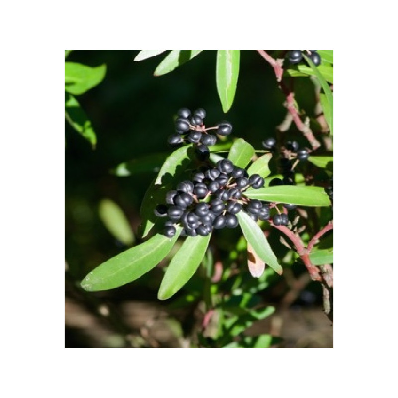 Aroma Derm cu piper Tasmanian