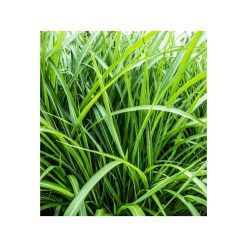 Aroma Derm cu Vetiver