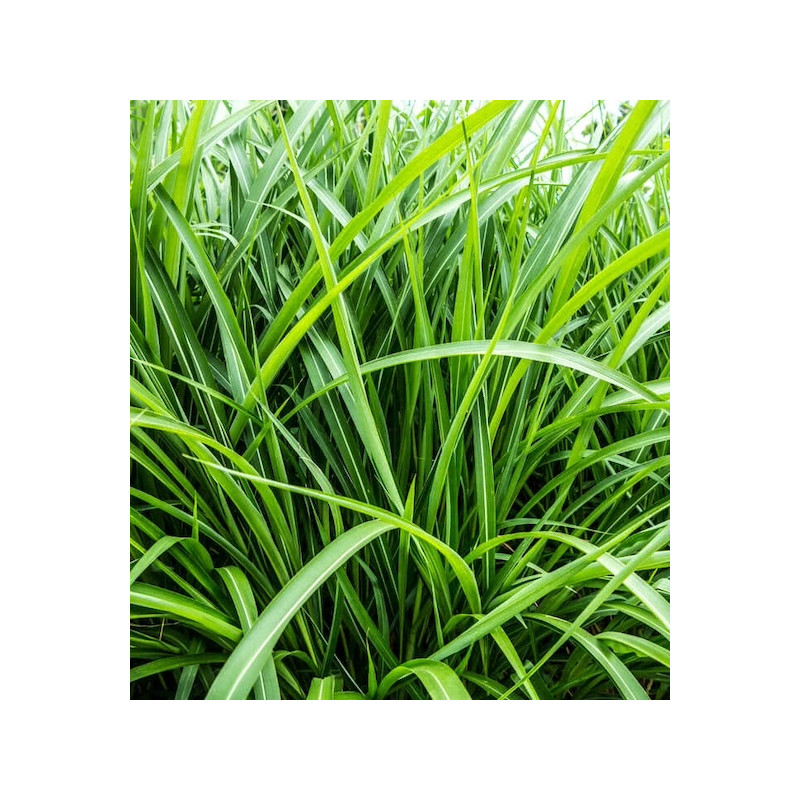 Aroma Derm cu Vetiver