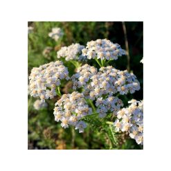 Ulei esential Coada-șoricelului organic