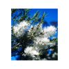 Arbore de Ceai (Tea-tree)- bio