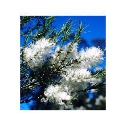Arbore de Ceai (Tea-tree)- bio