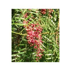 Boabe de piper roz – boabele uscate ale aborelui de piper Brazilian