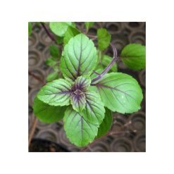 Busuioc exotic – bio