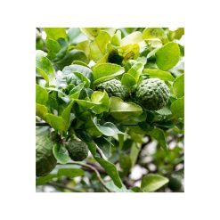 Bergamotă organică fără bergaptenă-bio