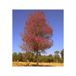 Lemn de trandafir organic-bio