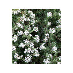 Mușețelul de cap- Africa de Sud