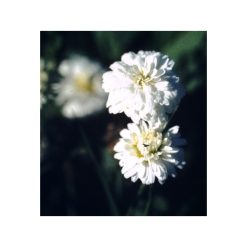 Mușețel roman organic-bio