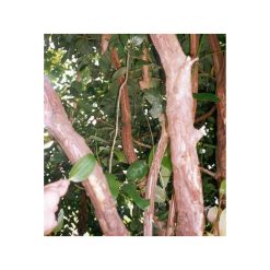 Scorțișoară de Ceylon – Scoarță organica