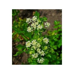 Țelină- extract din seminte de telina