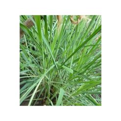 Lemongrass organic de Java