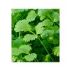 Coriandru organic-bio