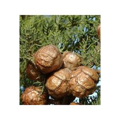 Chiparos veșnic verde sau persistent-mediteranean-bio