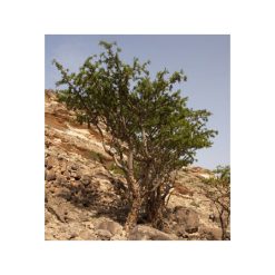 Tămâie sacră de Somalia-organică