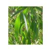 Eucalipt radiata organic