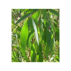 Eucalipt radiata organic