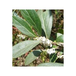 Ulei esential de salcie Himalayana- bio