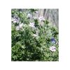 Geranium roseat cv Bourbon-bio