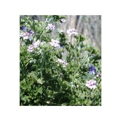 Geranium roseat cv Bourbon-bio