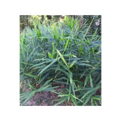 Ghimbir proaspăt organic