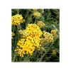 Nemuritoare italiană (Helichrysum)-bio