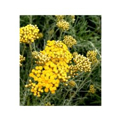 Nemuritoare italiană (Helichrysum)-bio