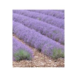 Lavandă fină organică din Quercy