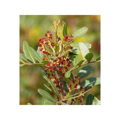 Fistic cu lentiscă-bio