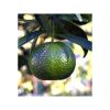 Mandarină verde organică
