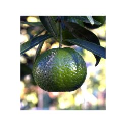 Mandarină verde organică