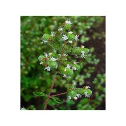 Maghiran de grădină-bio