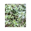 Mentă piperata-bio