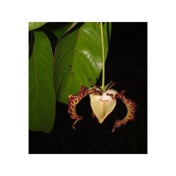 Nucșoară africană