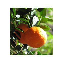 Petitgrain din portocale amare-bio