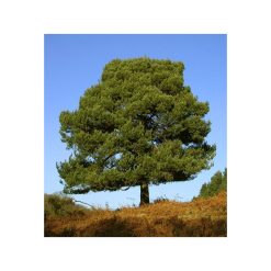 Pin scoțian organic