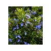 Rozmarin (chemotipul verbenonei)-bio
