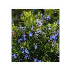 Rozmarin (chemotipul verbenonei)-bio