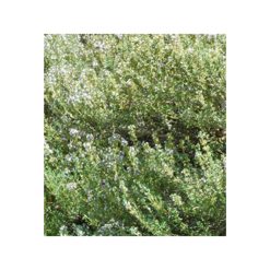 Cimbru cu linalool-bio