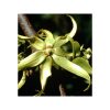 Ylang ylang-bio