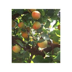 Miezuri de caise-bio