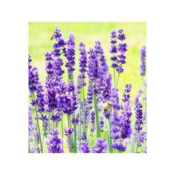 Super Lavandă Organică